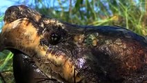 Amazing Snapping Turtle vs Water Snake   Who Will Be The Winner