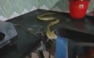 Cobra rescued from kitchen of a house  | OneIndia News
