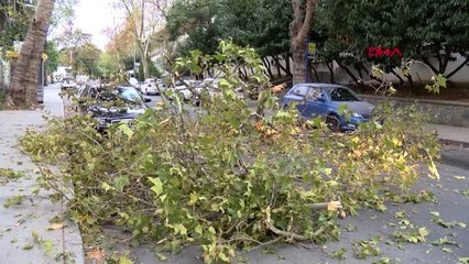 Beşiktaş'ta ağaç dalı devrildi, yol kapandı