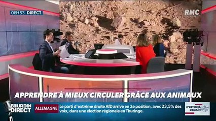 La chronique de Nina Godart : Apprendre à mieux conduire grâce aux animaux - 28/10