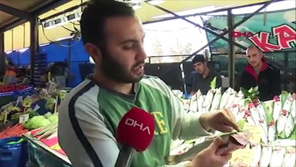 Balık satışında hile; bazı balıkçılar balıkların solungaçlarını kırmızıya boyuyor