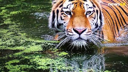 നാഗര്‍ഹോളെയിലൂടെ ഒരു യാത്ര