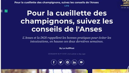 Cueillette des champignons : attention à l'intoxication !