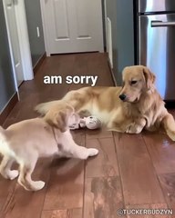 Ce chat prend un malin plaisir à embêter son ami chien !