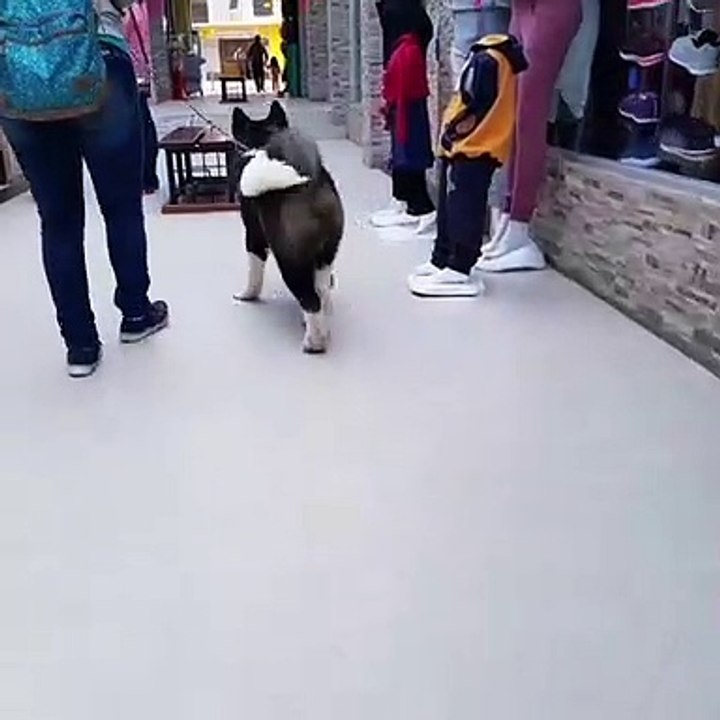 Irrésistible ! Du haut de ces 6 mois, ce chiot est le plus mignon de tous les temps. Tenez-vous bien il pèse 30kg