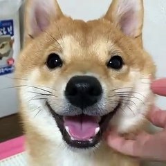 Ce chien réussira toujours à vous faire sourire. Regardez comment il s'y prend