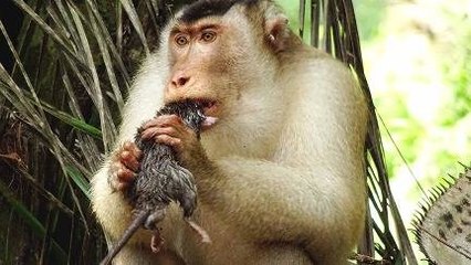 Beruk Doyan Makan Tikus