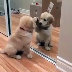 Une rixe violente entre un chien et son reflet !