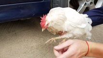 Crushing Crunchy and Soft Things by Car- EXPERIMENT - CHICKEN VS CAR