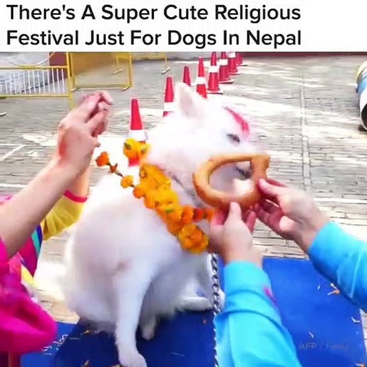 Saviez-vous qu’un festival religieux très mignon au Népal est réservé aux chiens. Vous serez bluffés