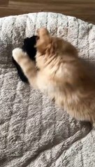 Kitty Meets Her New Roommate