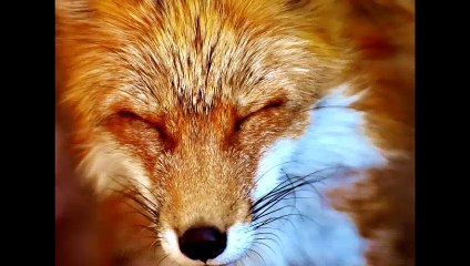 Kryon 2019 beginning of the Transformation