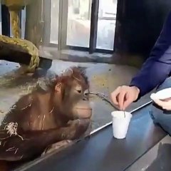 Hilarant : ce petit orang-outan éclate de rire - Il est impossible de ne pas sourire en voyant ce singe s'étouffer de rire lors d'un tour de magie.