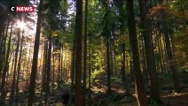 Alsace : le corps démembré retrouvé en forêt est celui de Sophie Le Tan