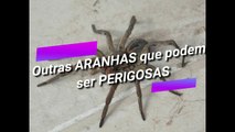 Outras ARANHAS que podem ser perigosas