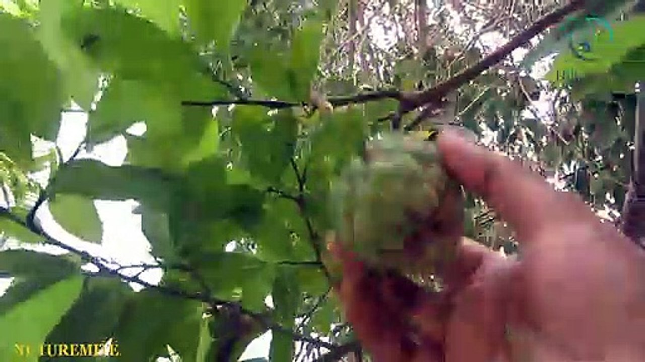 Surprising Benefits of strange fruit Cherimoya (Custard Apple)-Nuturemite Hindi
