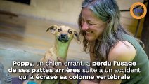 Paralysée, cette chienne s'est traînée pendant de longs kilomètres pour trouver de l'aide