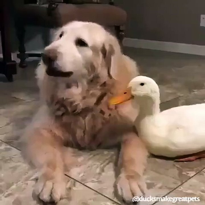 Inséparables : ce chien et ce canard s'entendent à merveille