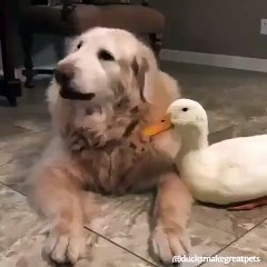 Inséparables : ce chien et ce canard s'entendent à merveille