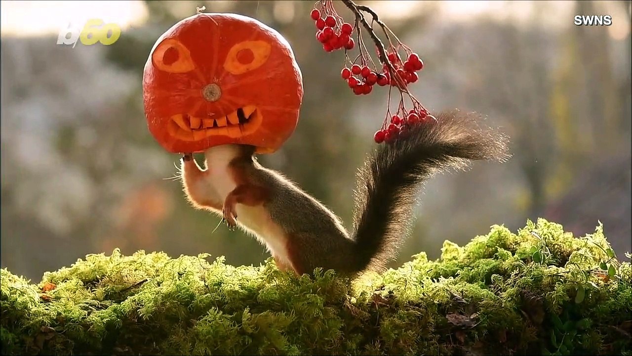 Pumpkin-Head! Photographer Captured Squirrels Getting In The Halloween Spirit
