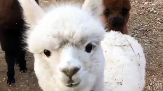 Ces lamas voient une caméra pour la toute première fois. Ah ces petits curieux !