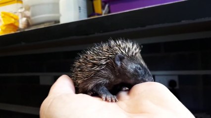 Baby Hedgehogs