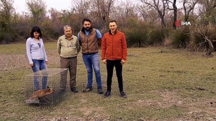 Yaralı tilki, tedavi olduktan sonra yeniden doğaya salındı
