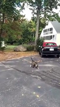 Ce pauvre gros chat essaye de se rouler à plusieurs reprises mais en vain
