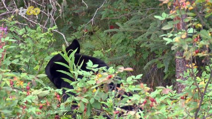 Baby Sloth At Florida Zoo Celebrates First Birthday With Some Cake!