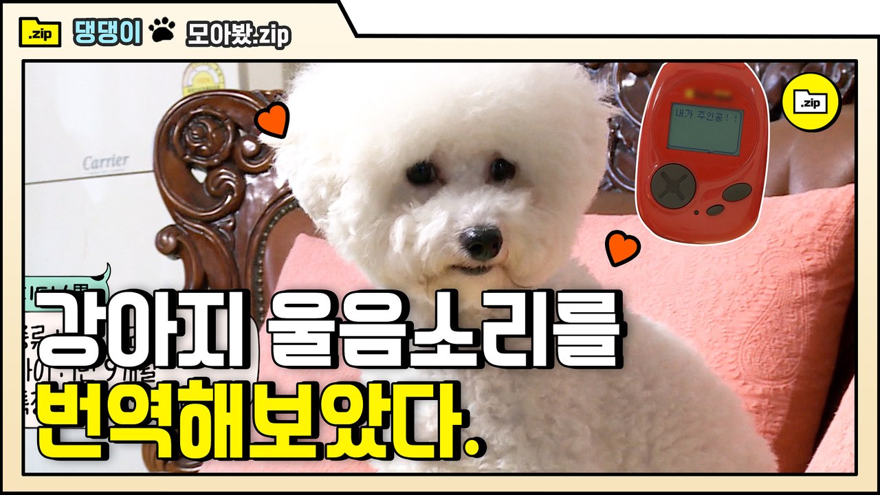 [#모아봤zip] 짖는 댕댕이에게 강아지 번역기를 써보았습니다 역시 딘딘 닮은 동생 디디 | #대화가필요한개냥 | #Diggle