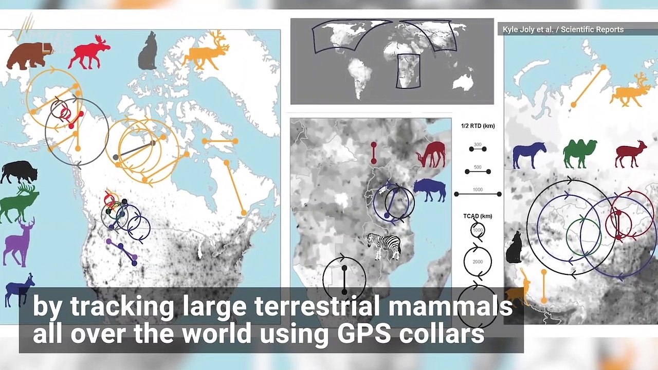 This Mammal Has the Longest Migration on Earth, Scientists Confirm