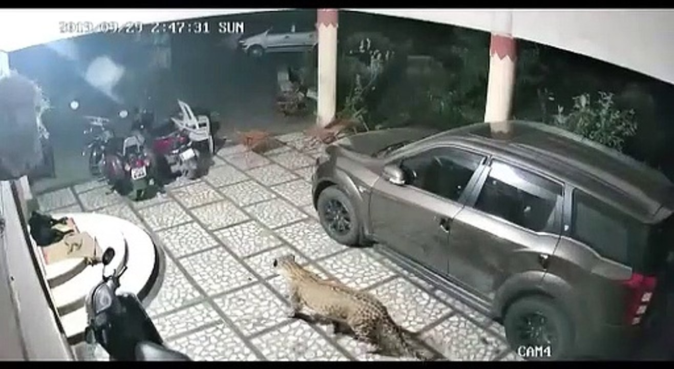 Leapord caught in camera | leapord attacks sleeping dog and caught on camera #leapord #dog #caught #camera