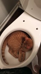 Peanut Picks an Odd Place to Play