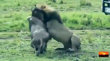 Lion and defeating skill