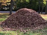 Dog jumping into a pile of leaves