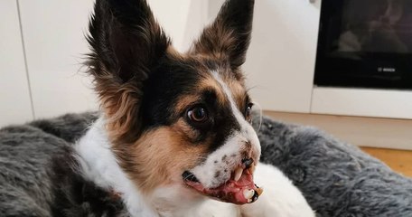 Bonnie, le chien défiguré qui mène enfin une vie heureuse