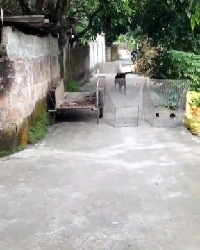 Une chien sauve son maître de la noyade