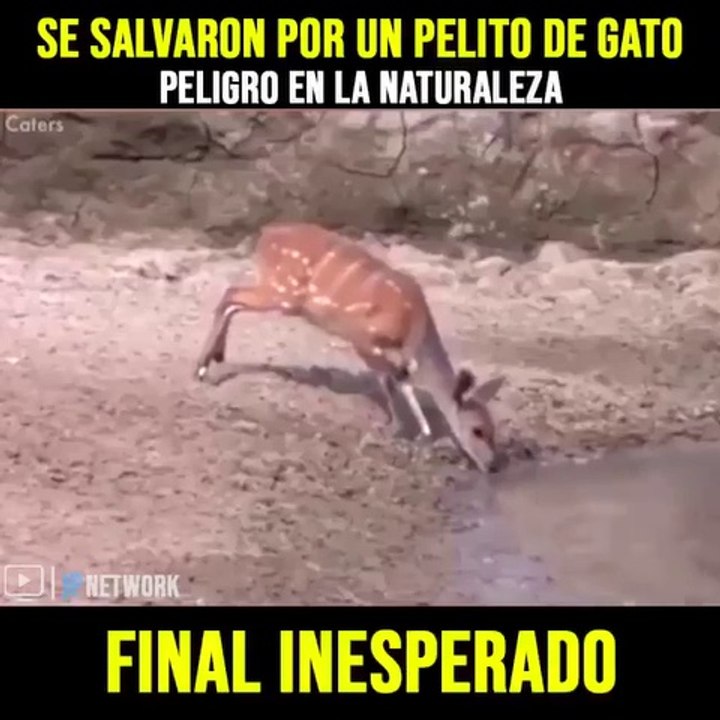 SE SALVARON POR UN PELITO DE GATO