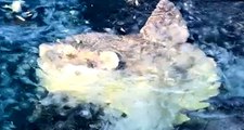 Çanakkale'de yakalanan yarım tonluk pervane balığı görenleri şaşırttı!