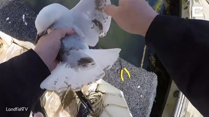 Il sauve une mouette piégée dans un fil de pêche