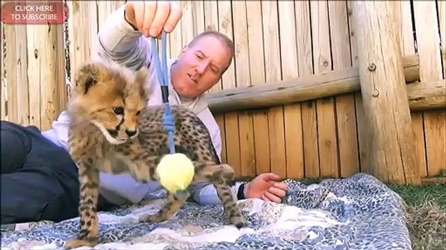 Ce dresseur élève des bébés guépards... Adorables