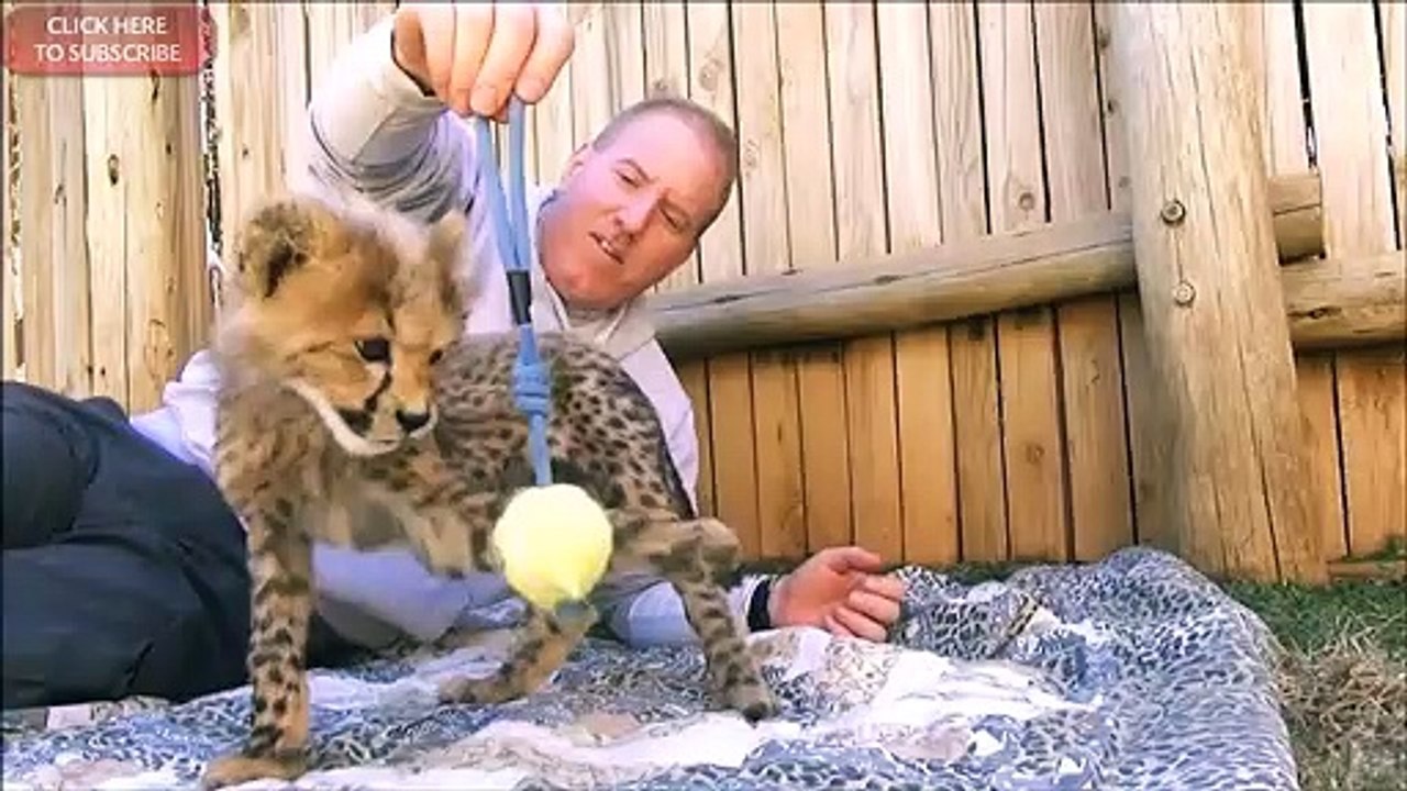 Ce dresseur élève des bébés guépards... Adorables