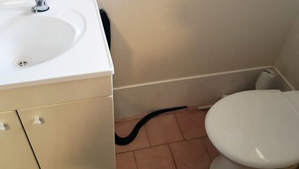 Il trouve un énorme serpent réfugié dans sa salle de bain