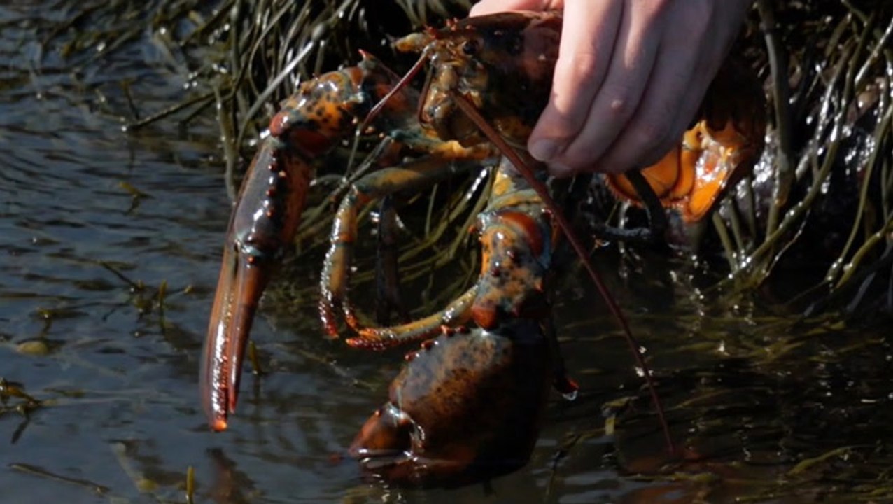 Alex Ketchum Releases Pet Lobster Into The Wild