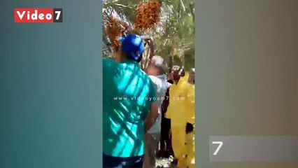 "الزراعة": حملة قومية للقضاء على سوس النخيل