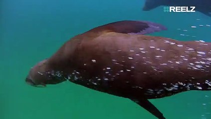 Underwater Terror: Inside The Real-Life ‘Jaws’ Shark’s Most Horrific Attacks