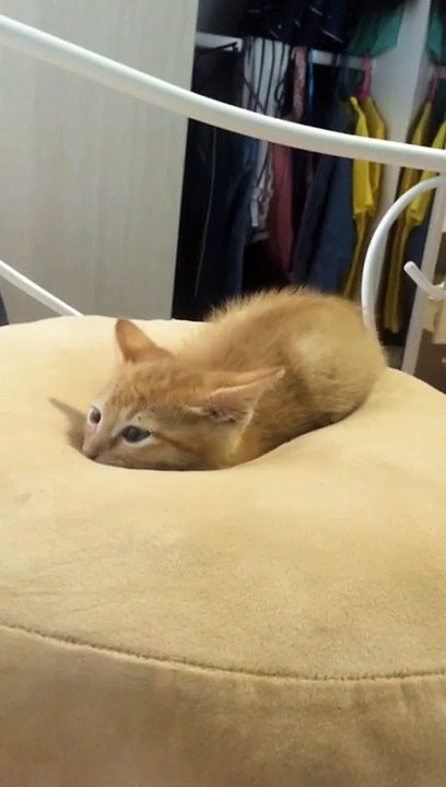 Kitten Gets Comfy on Cushion