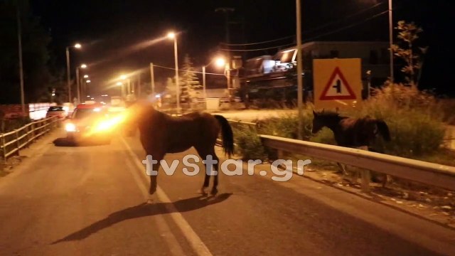 Λαμία:Άλογα διέκοψαν την κυκλοφορία των οχημάτων.