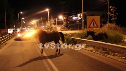 Λαμία:Άλογα διέκοψαν την κυκλοφορία των οχημάτων.