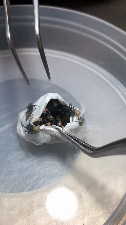 Pesquisador abre saco de ovos das aranhas mais perigosas do mundo!